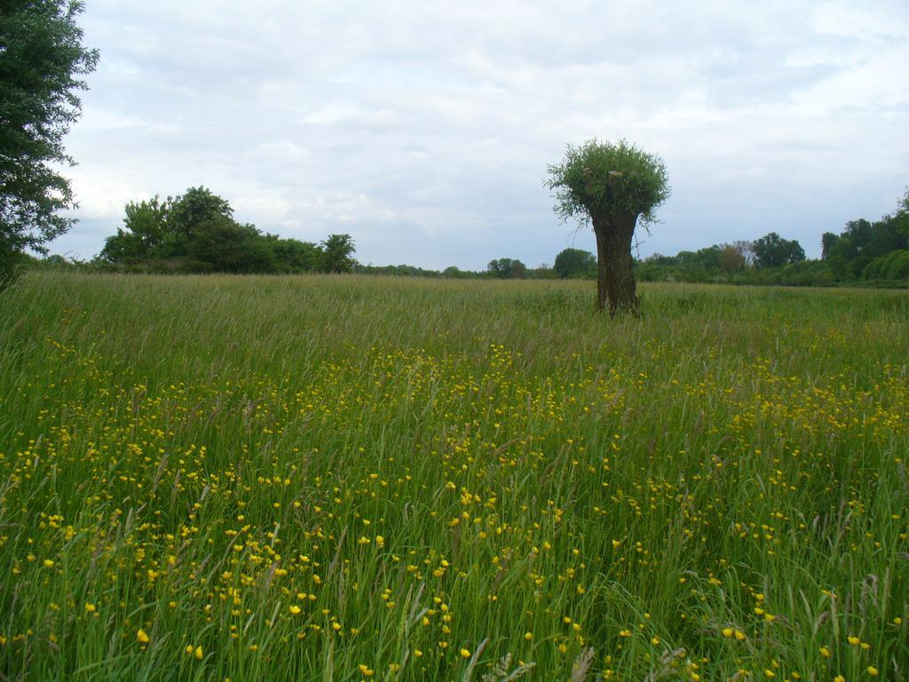 Rheinaue Colónia