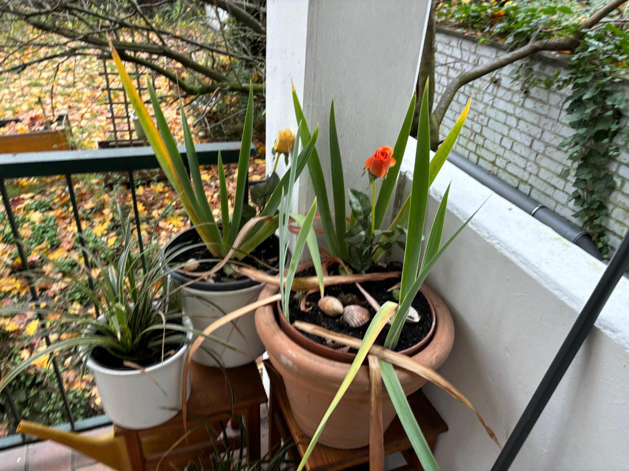 4 Min Naehe Von Hbf Und Dom Mit Garten ,balkon & Office *