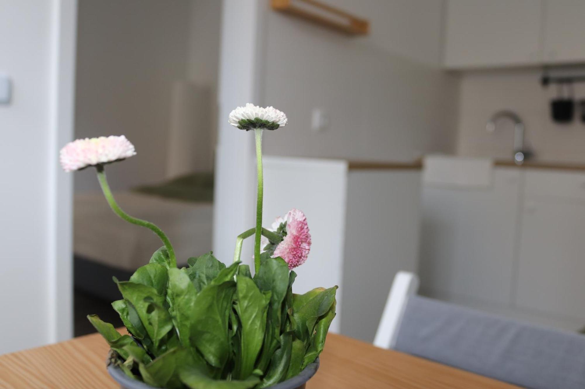Maruliving H343 Apartament *