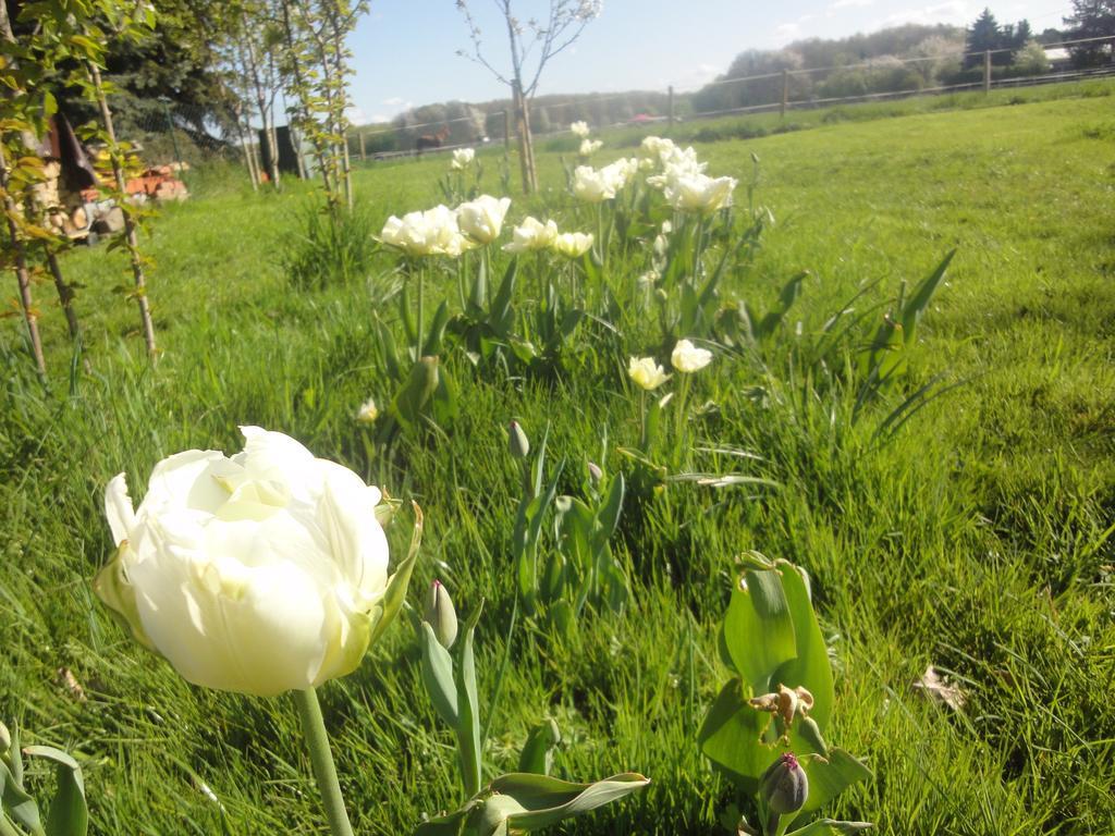 Apartament Country *